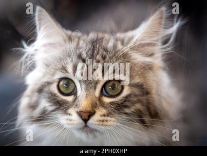 Rostock, Allemagne. 25th mars 2023. Un petit chat sibérien de la portée 'B' des bijoutiers sibériens sera exposé au salon 'Tier & Natur'. Lors de la foire aux consommateurs autour de compagnons à deux et quatre pattes, plus de 1 500 animaux seront présentés et les plus beaux chats, chiens ou cobayes seront récompensés dans des spectacles et des compétitions. Credit: Jens Büttner/dpa/Alay Live News Banque D'Images