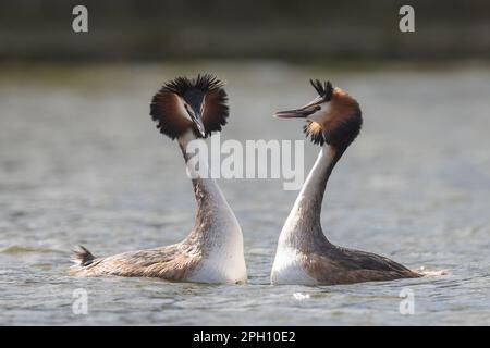 Paire de grands grebes à crête avec des panaches à tête relevée dans un écran complexe de liaison de paire, Home Park Banque D'Images