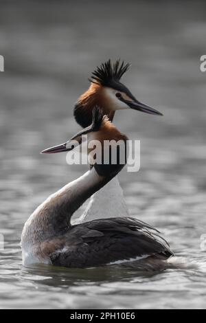 Paire de grands grebes à crête avec des panaches à tête relevée dans un écran complexe de liaison de paire, Home Park Banque D'Images