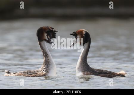 Paire de grands grebes à crête avec des panaches à tête relevée dans un écran complexe de liaison de paire, Home Park Banque D'Images