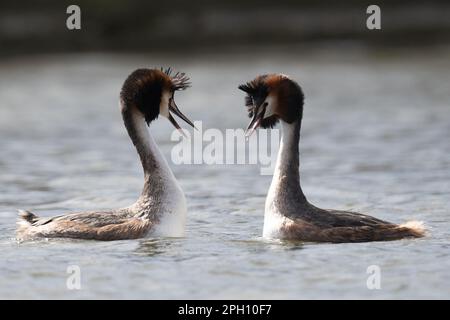 Paire de grands grebes à crête avec des panaches à tête relevée dans un écran complexe de liaison de paire, Home Park Banque D'Images