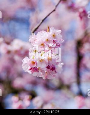 Un groupe de fleurs de cerisier rose pâle Banque D'Images