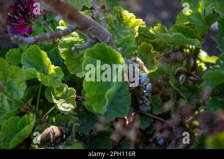 Gros plans de nombreux escargots sur un arbre ensemble. Photo de haute qualité Banque D'Images