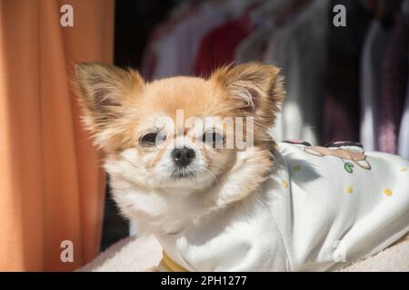 Chihuahua avec chandail pour chiens en gros plan par temps ensoleillé Banque D'Images