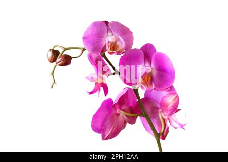 Fleur d'orchidée violette phalaenopsis, phalaenopsis ou falah. Branche d'orchidée avec fleurs roses isolées sur fond blanc. Floriculture, fleuriste, hom Banque D'Images