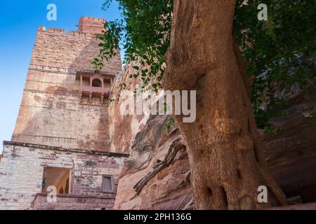 Ancien arbre et Jharokha, fenêtre en pierre projetant de la face murale d'un bâtiment, étage supérieur, surplombant le fort Mehrangarh, Jodhpur, Rajasthan. Banque D'Images