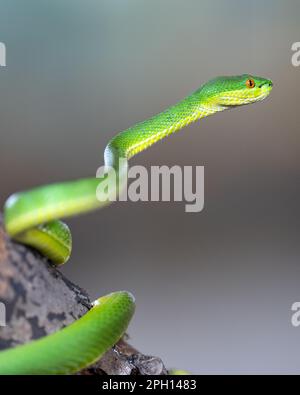Gros plan de Green Pit Viper (Trimeresurus albolabris) Banque D'Images