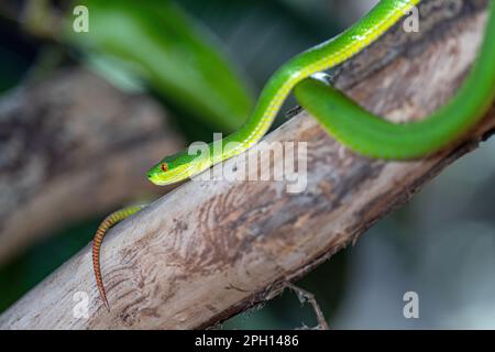 Gros plan de Green Pit Viper (Trimeresurus albolabris) Banque D'Images