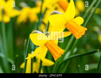 Gros plan des jonquilles jaunes et orange (narcissi ou Narcisse) ou au printemps, en Écosse, au Royaume-Uni Banque D'Images