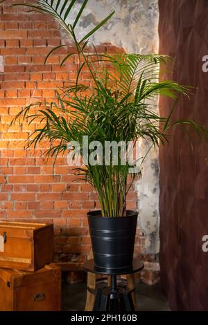 Décoration Areca paume près de mur de brique.Loft intérieur photo. Mur en brique rouge avec palmier en pot.maison - Dracaena. Intérieur scandinave avec Banque D'Images