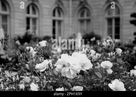 Le jardin du palais des Élysées, résidence des présidents français, mai 2014 31th Banque D'Images