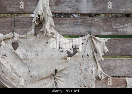 Tissu blanc usé, sale, déchiré et entroué suspendu d'une clôture en bois. Banque D'Images