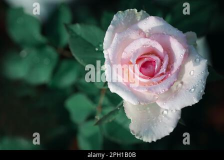 Vue de dessus rose pâle dans le jardin, fleur et concept d'amour Banque D'Images