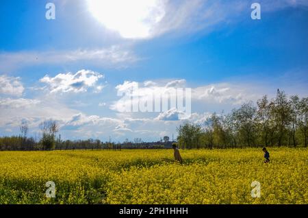 Srinagar, Cachemire, Inde. 25th mars 2023. Les résidents de Kashmiri traversent les champs de moutarde en fleurs au cours de la saison de printemps, à la périphérie de Srinagar. Le printemps est arrivé dans la vallée du Cachemire, ce qui marque un dégel de la saison maigre pour le tourisme dans la région de l'Himalaya. (Credit image: © Saqib Majeed/SOPA Images via ZUMA Press Wire) USAGE ÉDITORIAL SEULEMENT! Non destiné À un usage commercial ! Banque D'Images