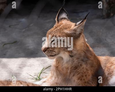 Lynx regarde avec les yeux d'éviction de l'abri. Banque D'Images