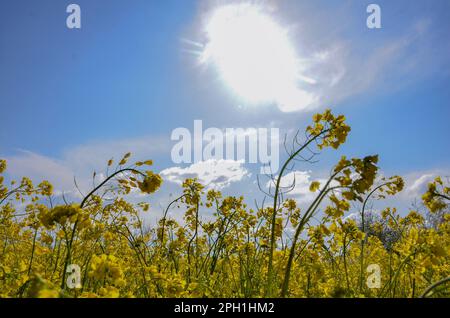 Srinagar, Cachemire, Inde. 25th mars 2023. Les fleurs de moutarde sont visibles en pleine floraison pendant la saison de printemps à la périphérie de Srinagar. Le printemps est arrivé dans la vallée du Cachemire, ce qui marque un dégel de la saison maigre pour le tourisme dans la région de l'Himalaya. (Credit image: © Saqib Majeed/SOPA Images via ZUMA Press Wire) USAGE ÉDITORIAL SEULEMENT! Non destiné À un usage commercial ! Banque D'Images