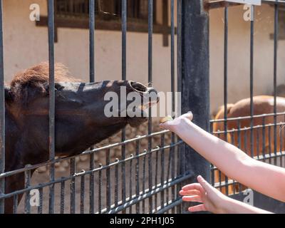 Une femme nourrit un beau cheval rouge avec une carotte de sa main. Banque D'Images