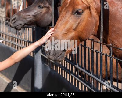 Une femme nourrit un beau cheval rouge avec une carotte de sa main. Banque D'Images