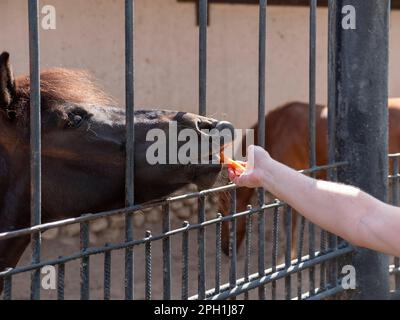 Une femme nourrit un beau cheval rouge avec une carotte de sa main. Banque D'Images