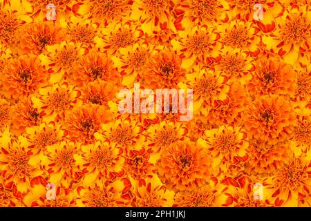 Vif gros plan d'une murale pleine de belles fleurs orange de cempasuchil. Cempasuchil la texture de la fleur d'automne mexicaine. Banque D'Images