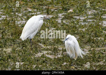 Une paire de petits Egrettes (Egretta garzetta) sur des algues couvertes de boue à marée basse Banque D'Images