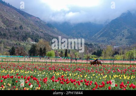 25 mars 2023, Srinagar, Jammu-et-Cachemire, Inde : les couples apprécient les fleurs de tulipe au jardin de tulipes du Mémorial Indira Gandhi à Srinagar, le plus grand jardin de tulipes d'Asie, situé entre le lac Dal et les collines de Zabarwan, avec des tulipes colorées en pleine floraison. (Credit image: © Adil Abbas/ZUMA Press Wire) USAGE ÉDITORIAL SEULEMENT! Non destiné À un usage commercial ! Banque D'Images