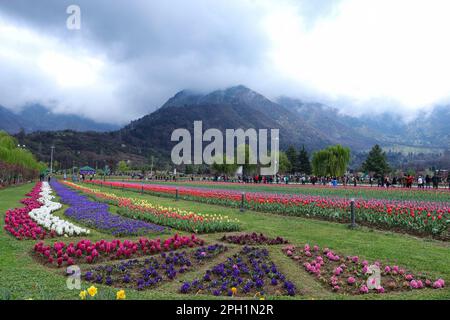 25 mars 2023, Srinagar, Jammu-et-Cachemire, Inde : vue sur le jardin de tulipes du Mémorial Indira Gandhi à Srinagar, le plus grand jardin de tulipes d'Asie, situé entre le lac Dal et les collines de Zabarwan, avec des tulipes colorées en pleine floraison. (Credit image: © Adil Abbas/ZUMA Press Wire) USAGE ÉDITORIAL SEULEMENT! Non destiné À un usage commercial ! Banque D'Images