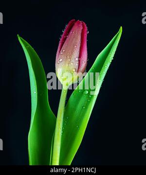 tulipe rose fraîche avec gouttes d'eau et feuilles vertes sur fond noir. Banque D'Images