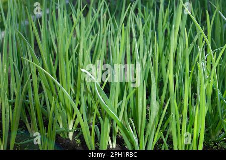 Jeunes oignons verts dans le champ. Les oignons verts sont cultivés en plantation. Oignons verts, petits pains noués. Rangées d'oignons. plan bio pour jeunes oignons verts Banque D'Images