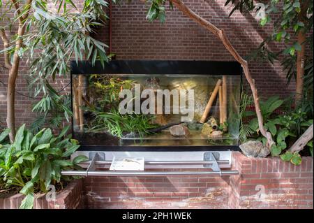 Intérieur Reptile House au zoo Artis d'Amsterdam, pays-Bas 24-3-2023 Banque D'Images