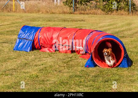 Chien courant dans un tunnel pendant la compétition d'agilité Banque D'Images