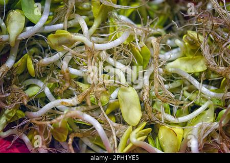 Jeunes pousses microvertes de tournesol de près. Germination des graines de tournesol. Verdure printanière. Petites pousses de légumes. Gros plan. Banque D'Images