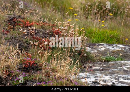 Une fleur sauvage commune dans le sud de l'Irlande. Belles plantes colorées. Paysage. Fleurs rouges et jaunes sur l'herbe Banque D'Images