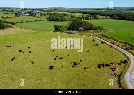 Vaches sur un pré vert par une belle journée d'été, vue de dessus. Paysage agricole, belle nature. Une route de campagne entre les champs. Champs agricoles de Banque D'Images