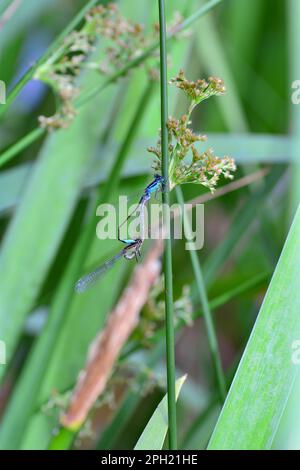 Deux libellules de plumes ( Platycnemis pennipes ) qui se coupent à une lame d'herbe Banque D'Images