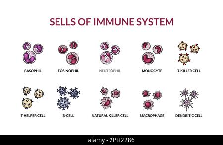 Cellules du système immunitaire adaptatif. Cellules humaines avec noms. Illustration de vecteur de microbiologie scientifique dans un style d'esquisse. format des composants cellulaires du sang Illustration de Vecteur