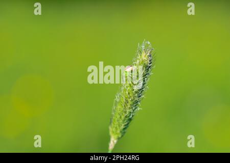 Araignée de crabe vert ( Diaea dorsata ) sur une plante dans la nature Banque D'Images