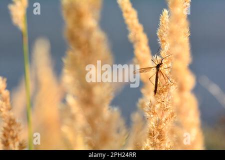 Grand crâne ( Tipulidae ) à la lumière du soleil sur une plante Banque D'Images