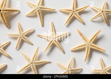 Motif d'étoiles de mer sur fond blanc. Vue de dessus. Concept vacances d'été à la plage. Pose à plat. Banque D'Images