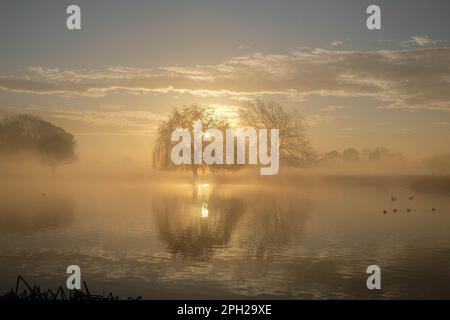 Sunrise Bushy Park Hampton Middlesex en hiver Banque D'Images