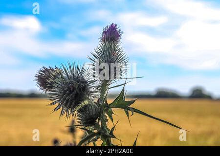 De belles plantes de chardon au bord d'un champ en été Banque D'Images