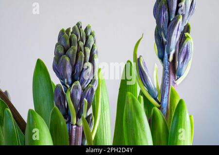 Fleurs émergeantes de couleur violet à violet d'une jacinthe (jacinthus orientalis) Banque D'Images