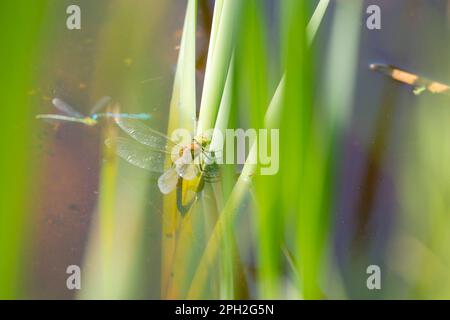 Hawker à yeux verts (Aeshna isoceles) femelle déposer ses oeufs dans un fossé et un tandem damselflies voler par Banque D'Images