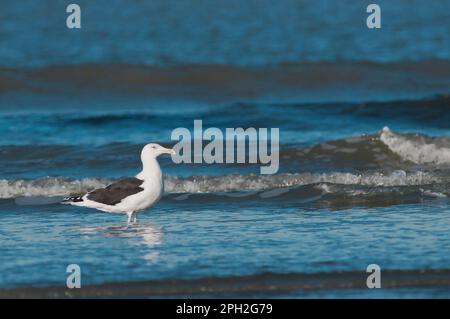 Grand Goéland à dos noir (Larus marinus) sous-adulte debout dans des eaux peu profondes au rivage Banque D'Images