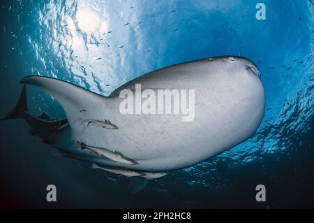 Requin baleine, Rhincodon typus, avec Sharksucker vivant, naucrates Echeneis, Cenderawasih Bay, Papouasie occidentale, Indonésie Banque D'Images