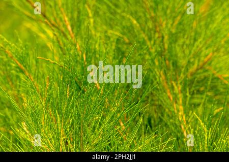 Cemara Udang, feuilles de pin australien ou de pin siffleur (Casuarina equisetifolia), foyer peu profond. Arrière-plan naturel Banque D'Images