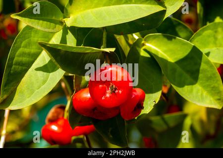 Pommes d'eau rouge fruits (Syzygium aqueum) sur son arbre, connu sous le nom de pommes de rose ou de pommes de rose aqueuses Banque D'Images