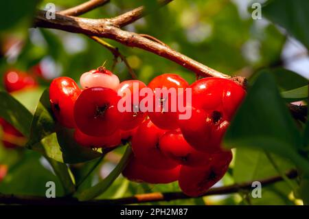 Pommes d'eau rouge fruits (Syzygium aqueum) sur son arbre, connu sous le nom de pommes de rose ou de pommes de rose aqueuses Banque D'Images