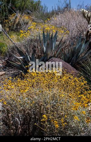 L'usine d'Agave et le paysage du désert de brittlebush dans le désert de Mojave, en Californie du Sud Banque D'Images