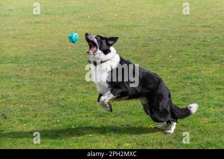 Bordure noire et blanche Collie saut pour une balle à l'extérieur dans un champ au soleil de printemps. Banque D'Images